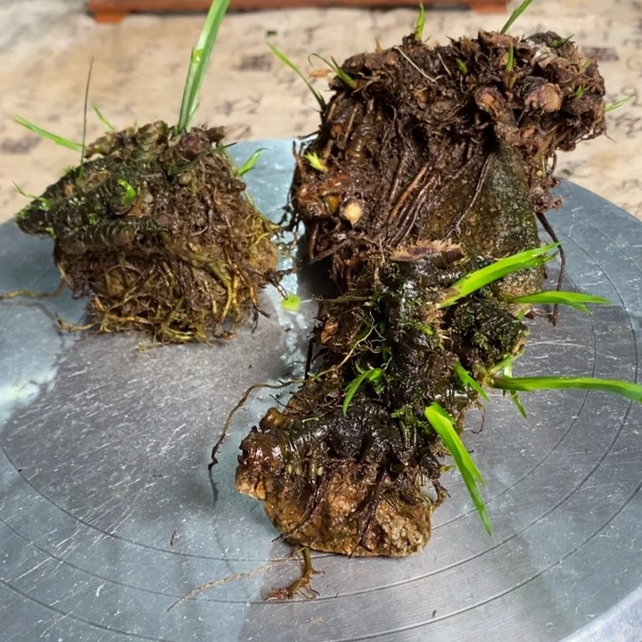 无花朵教****吖菖蒲在哪都要照顾孩子们