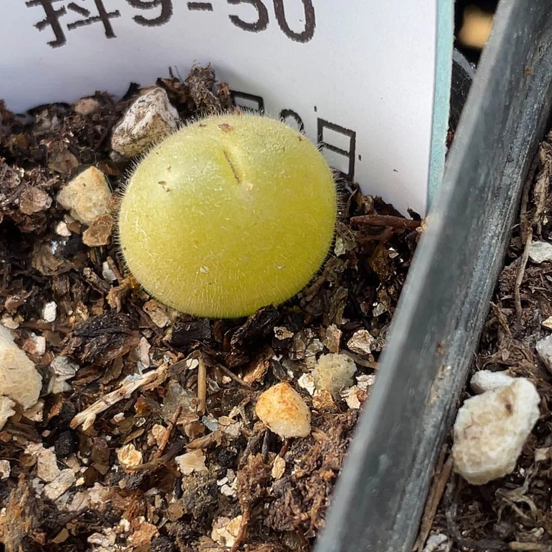 9-50毛翠滴多肉植物