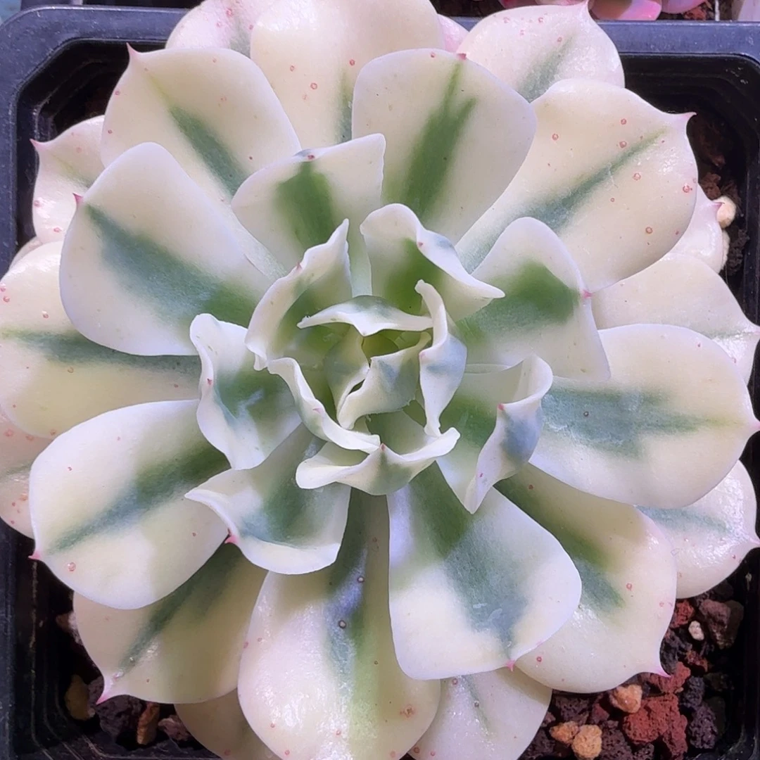 海啸锦，多肉植物，
