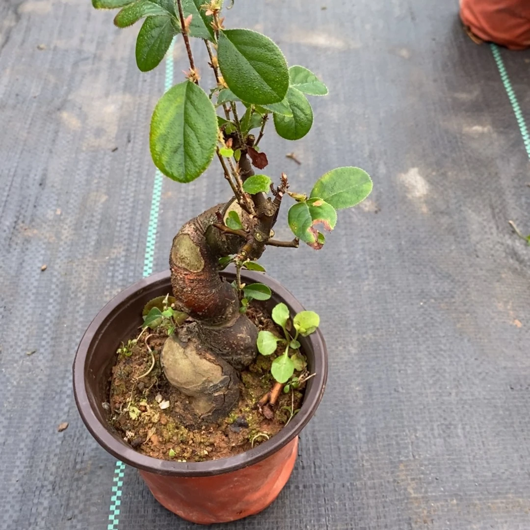 沧***9无花朵盆景盆景25