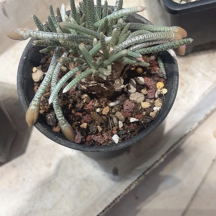 实生韧劲仙人球一颗