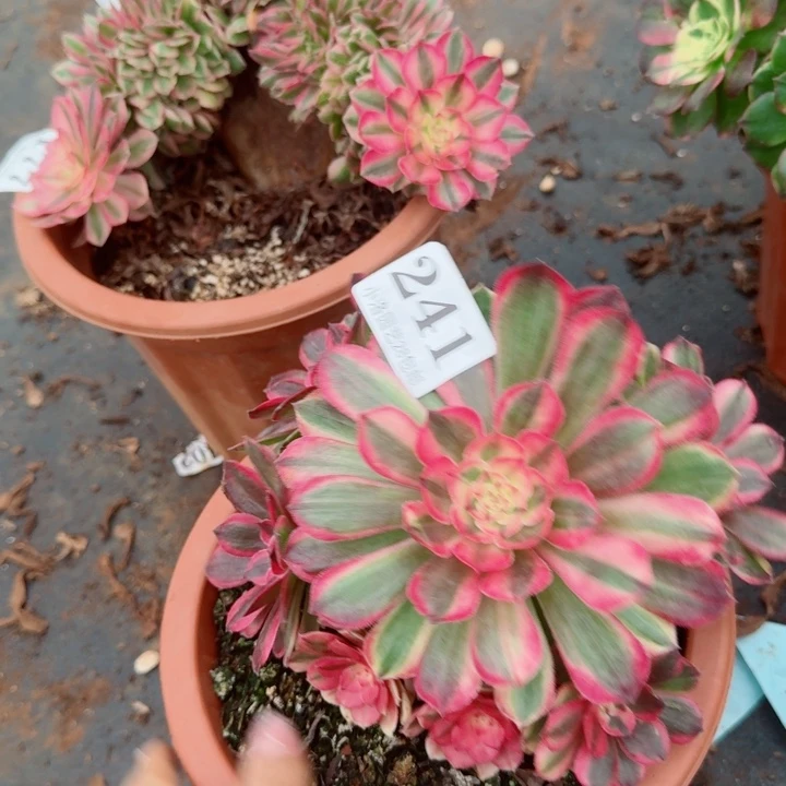 251海神捧花多肉28包邮