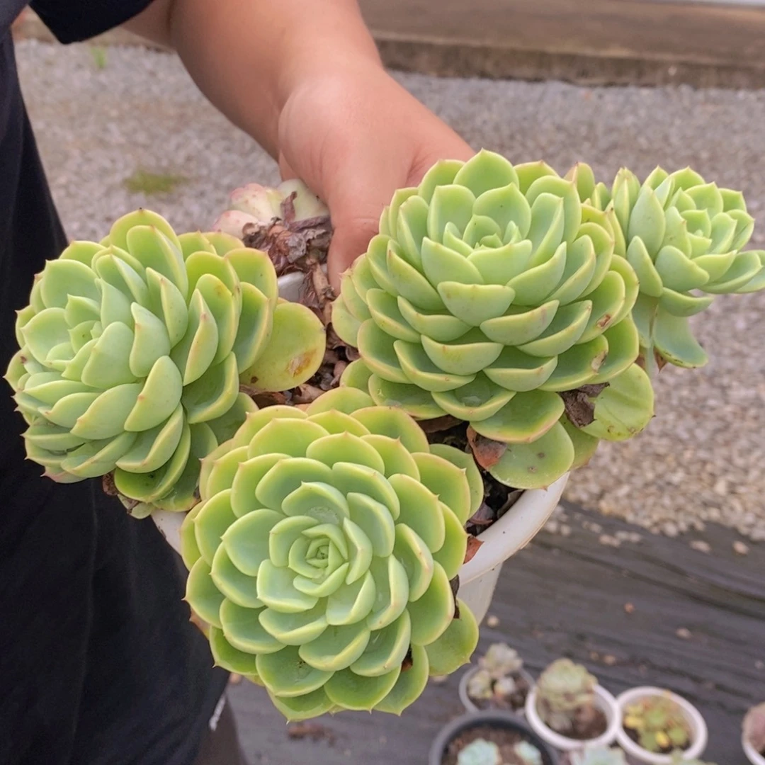 哈密瓜四头起发老桩