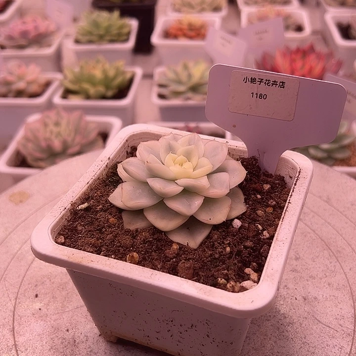 1180号雪鸢锦多肉