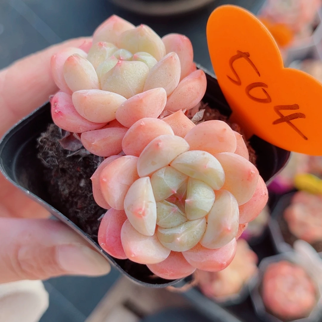 504号小老桩冰玉双头