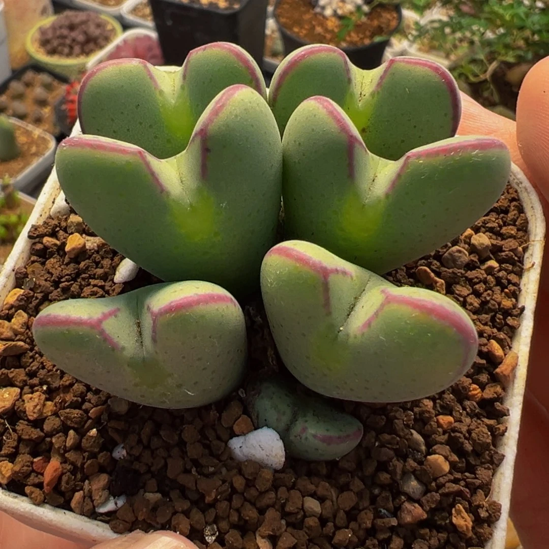 752多肉植物种类和