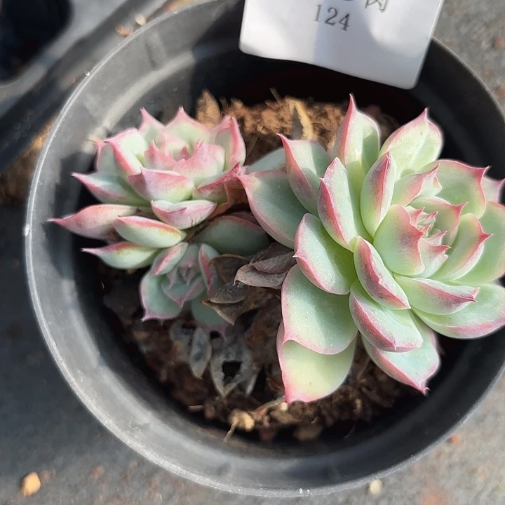 闪吼124呀呀呀呀呀呀呀