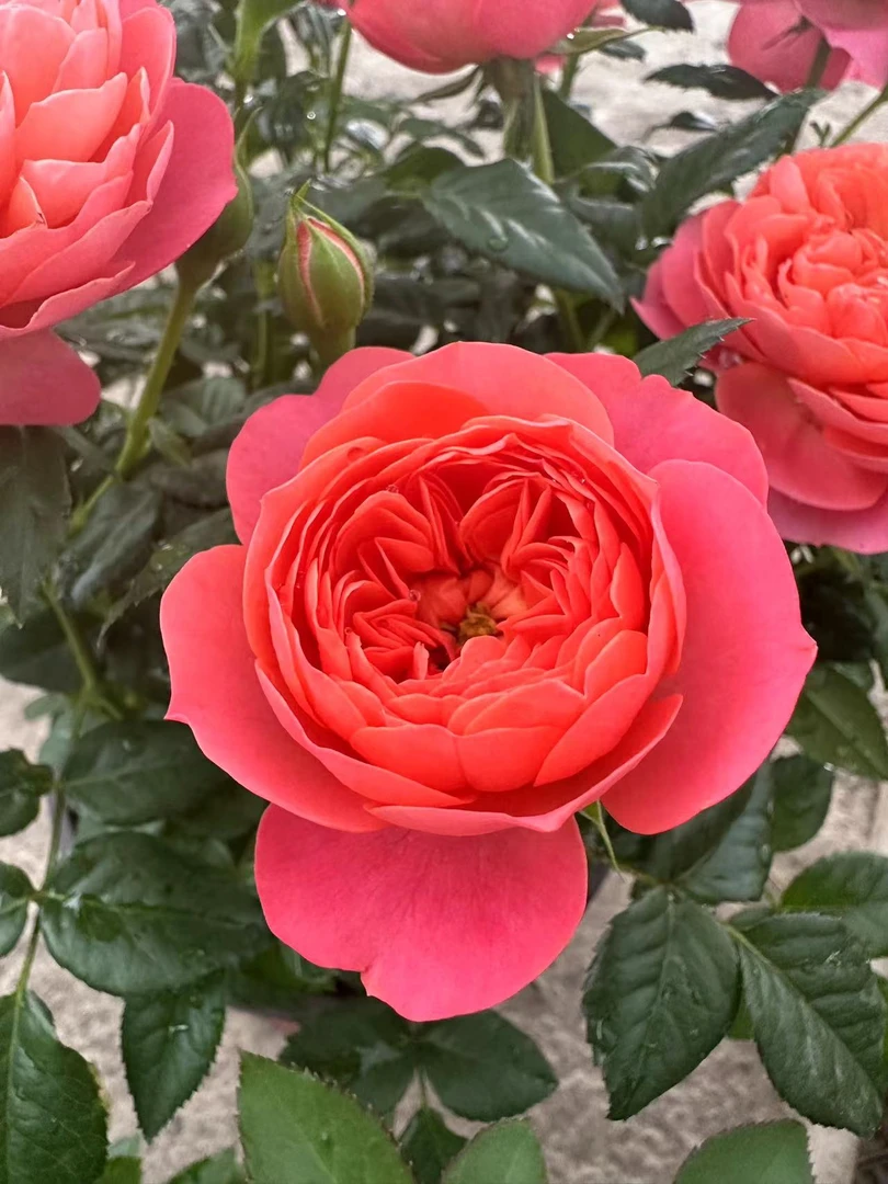 【血橙果汁】180盆 四季开花植物大花浓香型盆栽植物