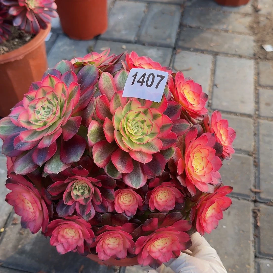 1407荔枝44冠服23左右丛林