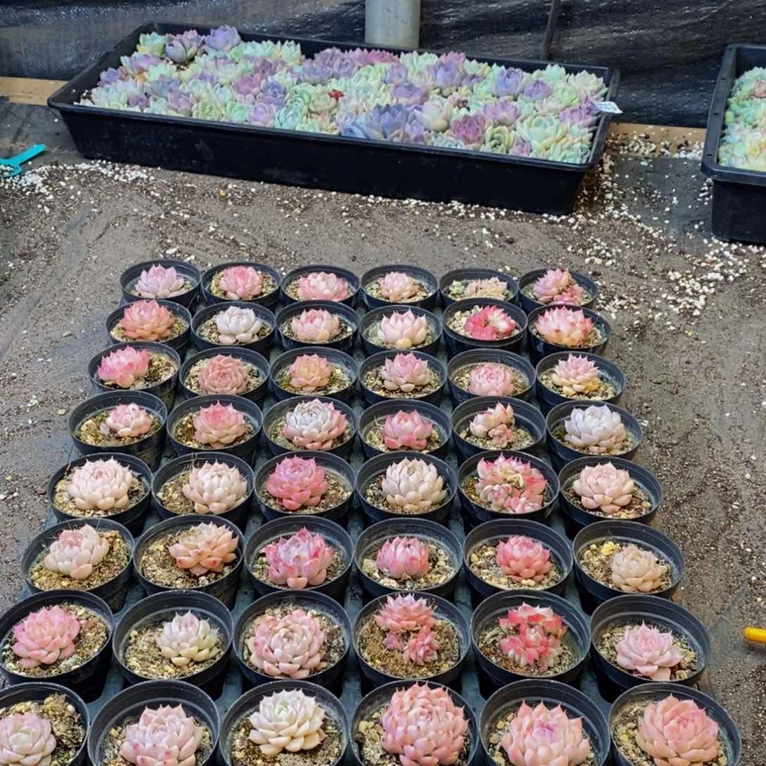 319多肉植物保护研究所所长助理研究员