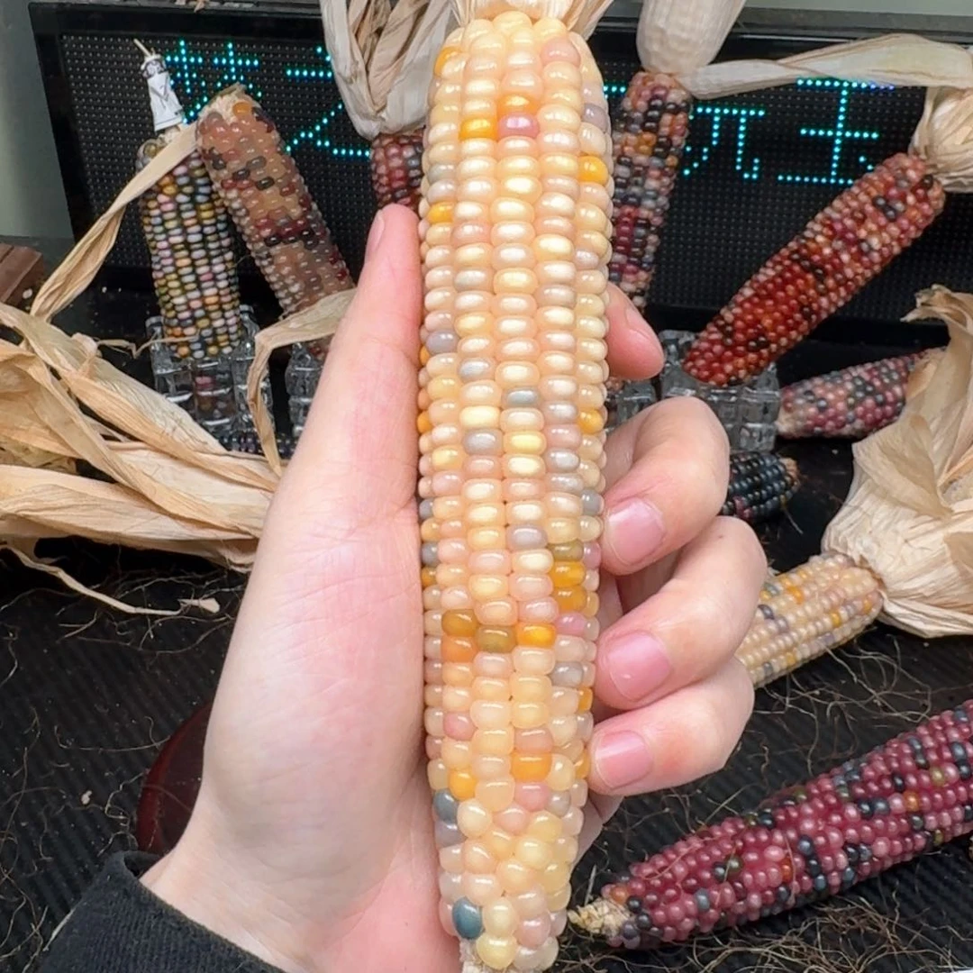 柏香籽/百香籽吊坠黄**薯