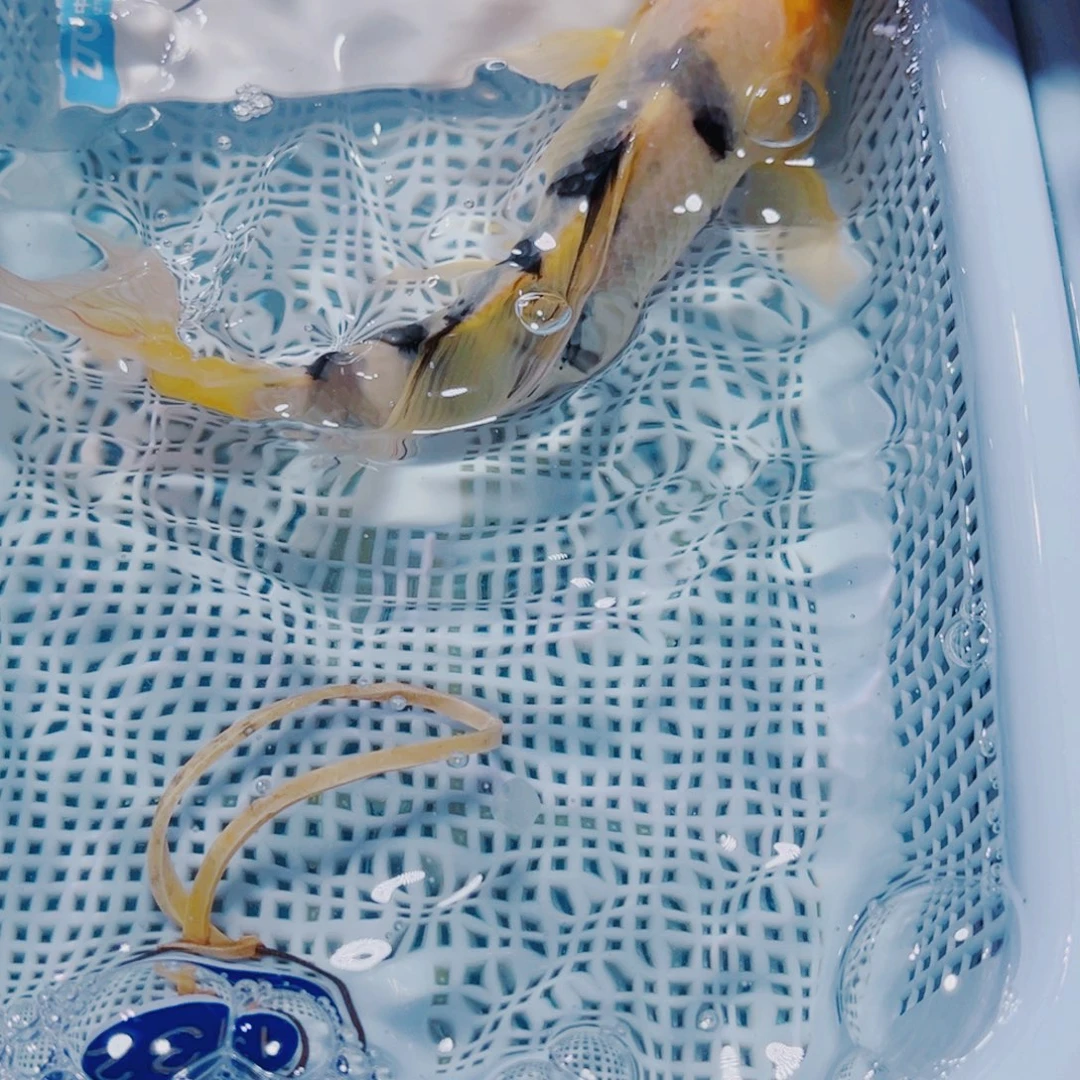 锦鲤锦鲤观赏鱼冷水132