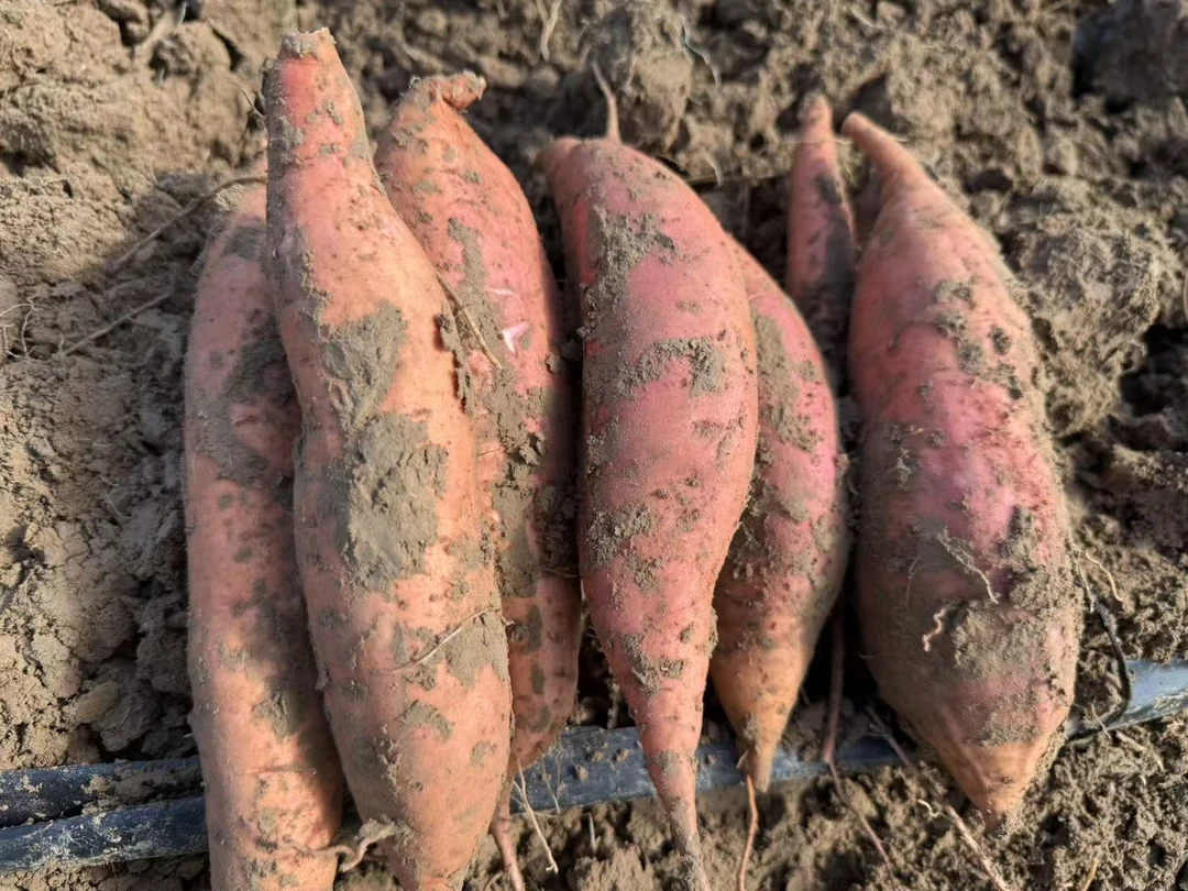 正宗沙地糖心烤红薯软糯香甜流心地瓜新鲜现挖