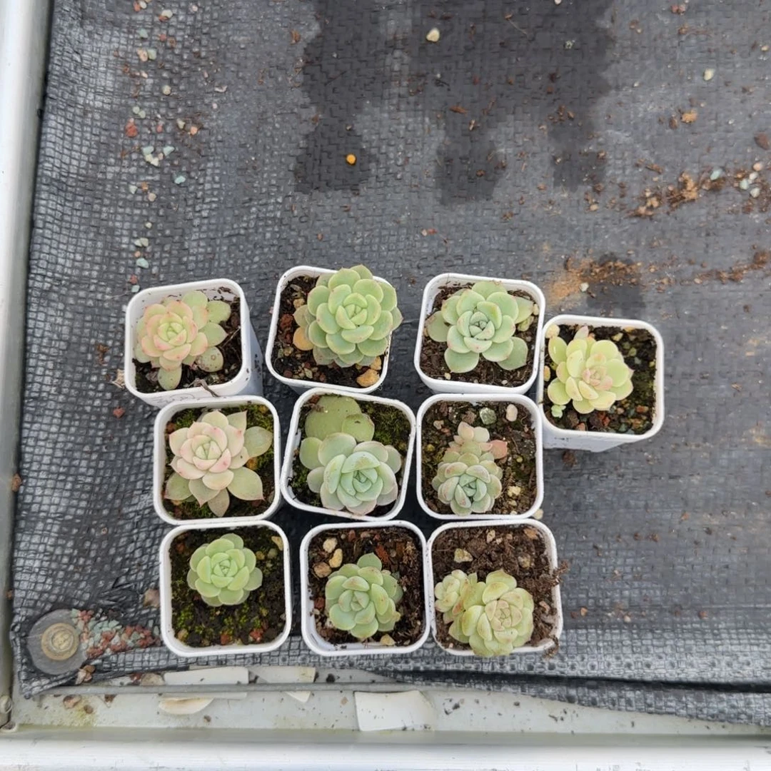 十个套甜心元旦满25包邮