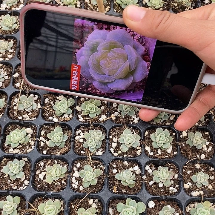 标347财富v穴盘2颗