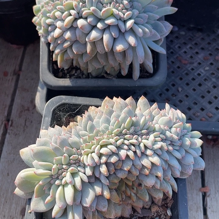 两盆石榴子星影缀化有切121
