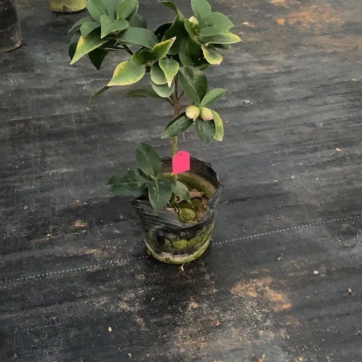 完全开放多色喷茶花