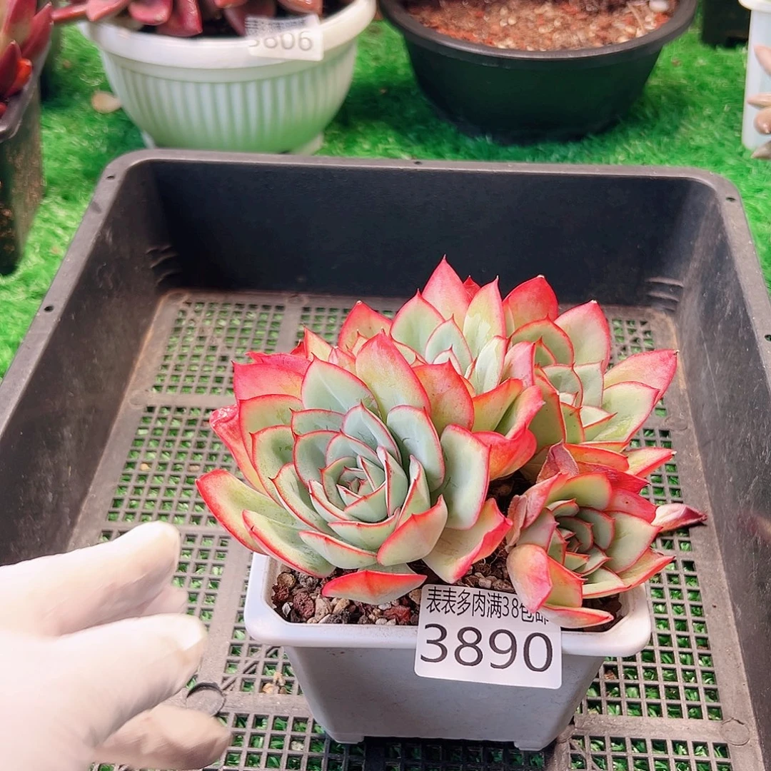 无花朵多肉一物一拍植物3890