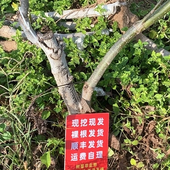 小***事文玩核桃吊坠沧铁➕红锦鲤