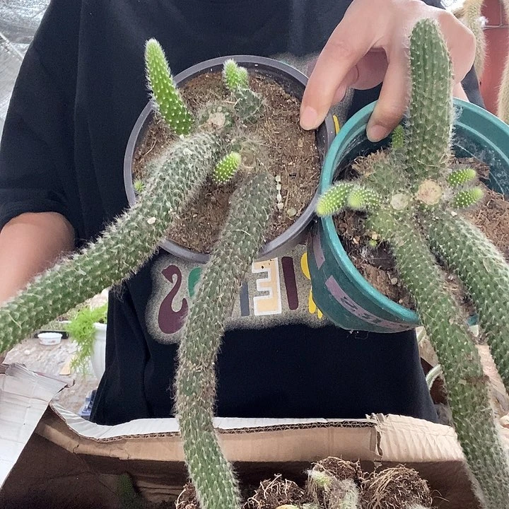 2颗九尾狐，脱土发货3号