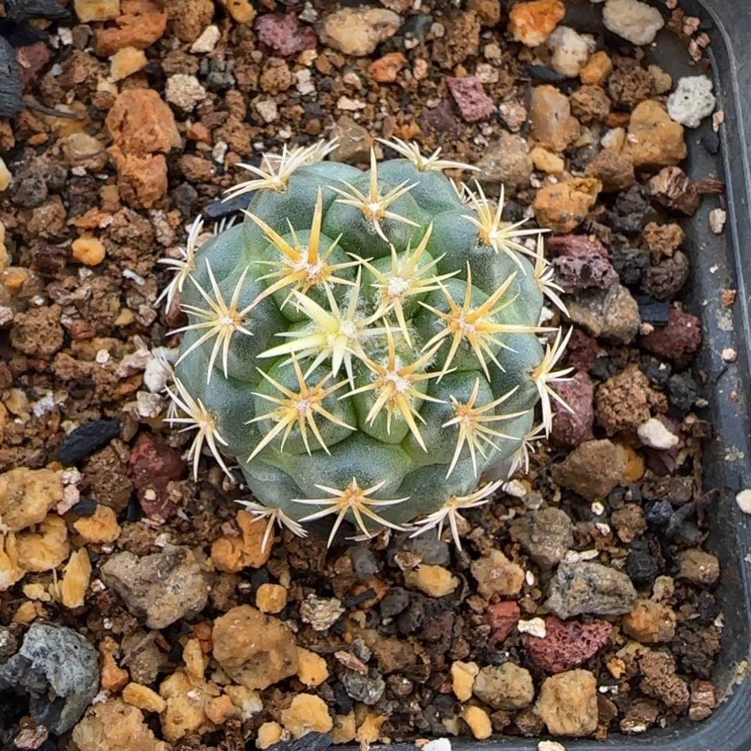 013实生凤华多肉2.8