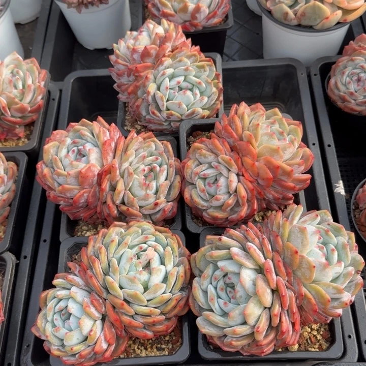 12厘米左右一物一拍的