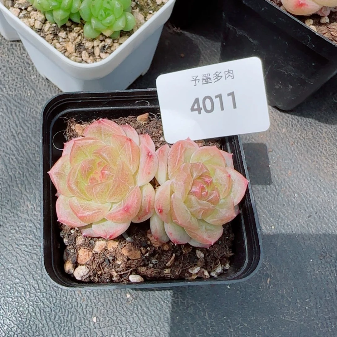 旋****?无尽灯，4011多肉植物