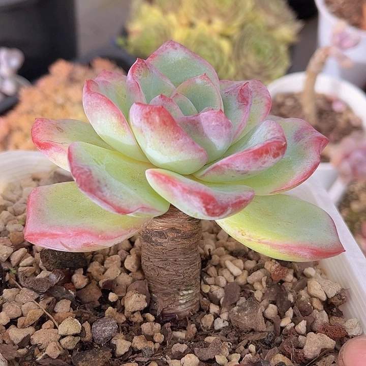 泡芙31181多肉植物