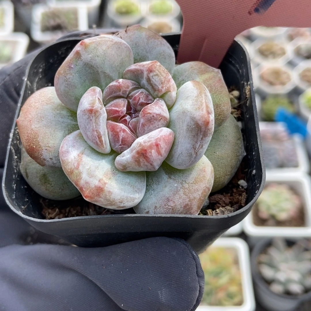 7207石榴籽石化多肉植物