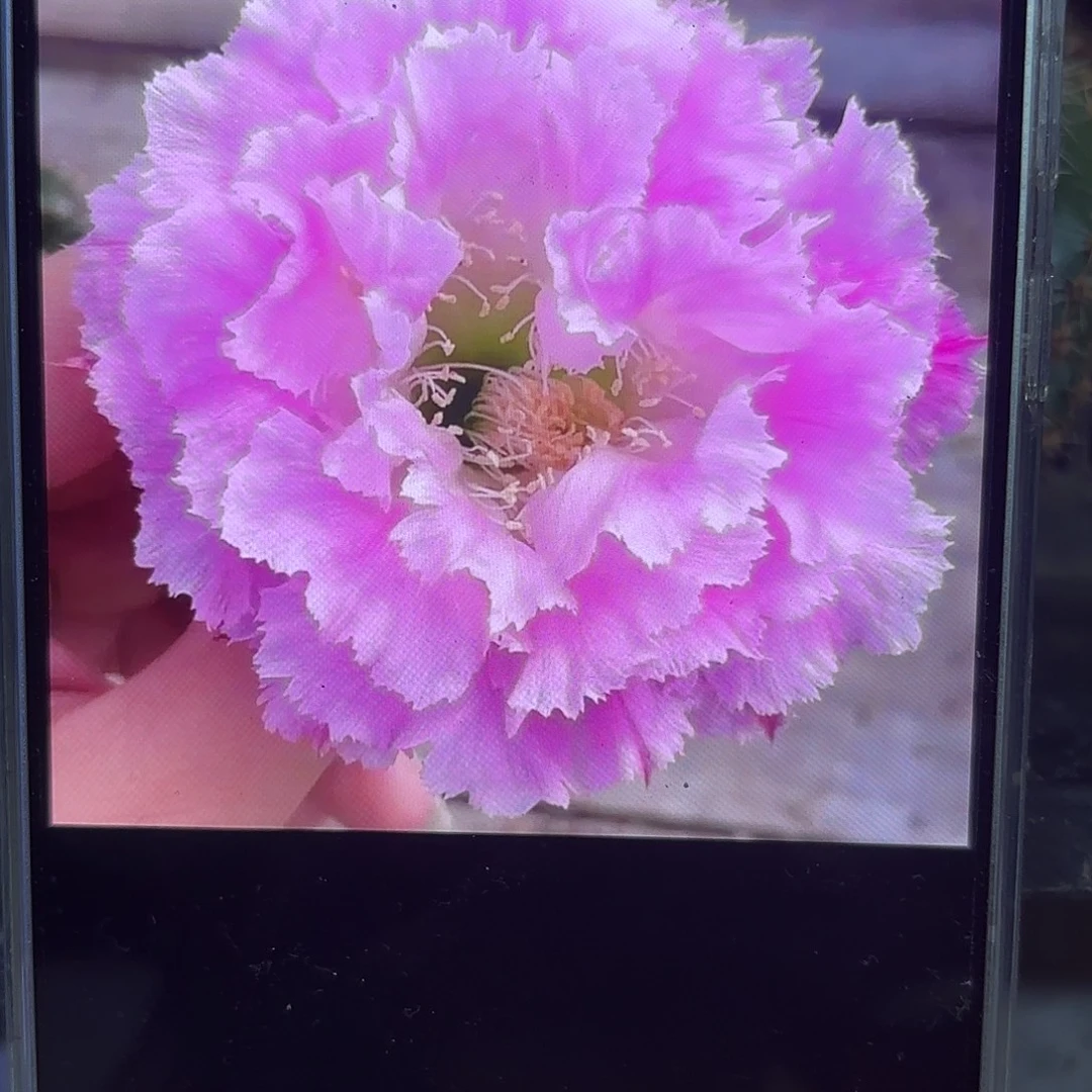 多多1彩5-6公分20包邮仙人球35