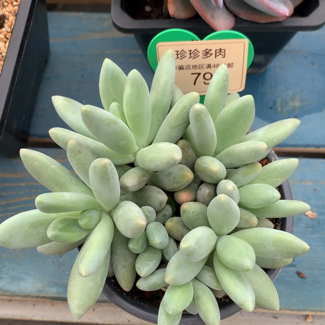 白兰地无砍平头7头79