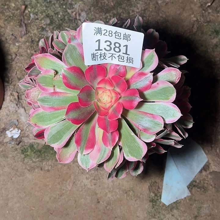 1381七彩石多肉植物