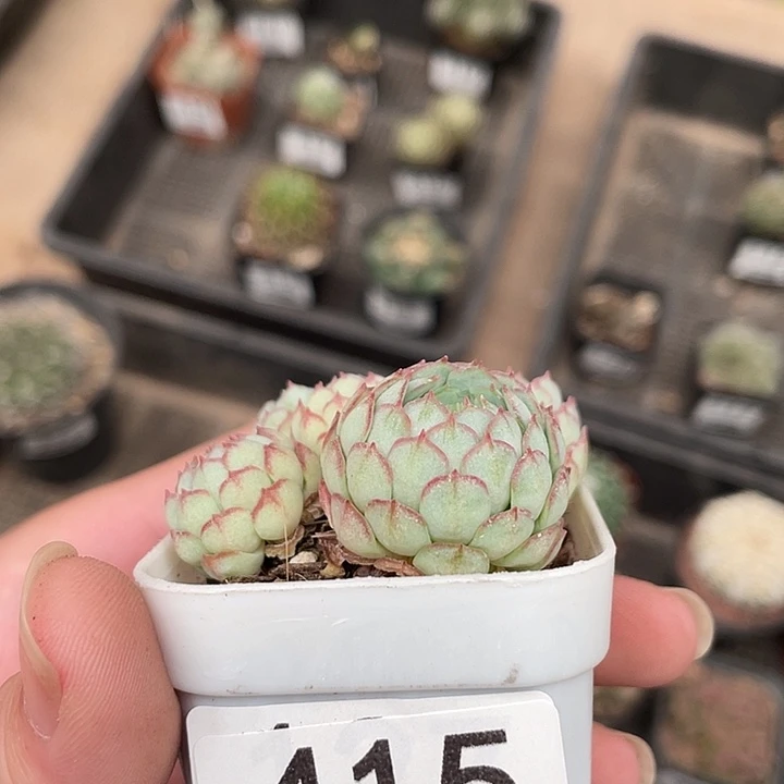 415小红船（满18包邮）