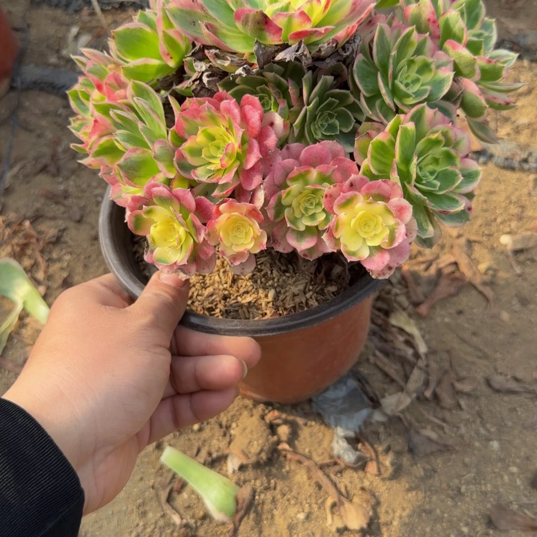 129海王。多肉植物