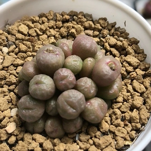 多肉肉锥 蜜枣铜壶