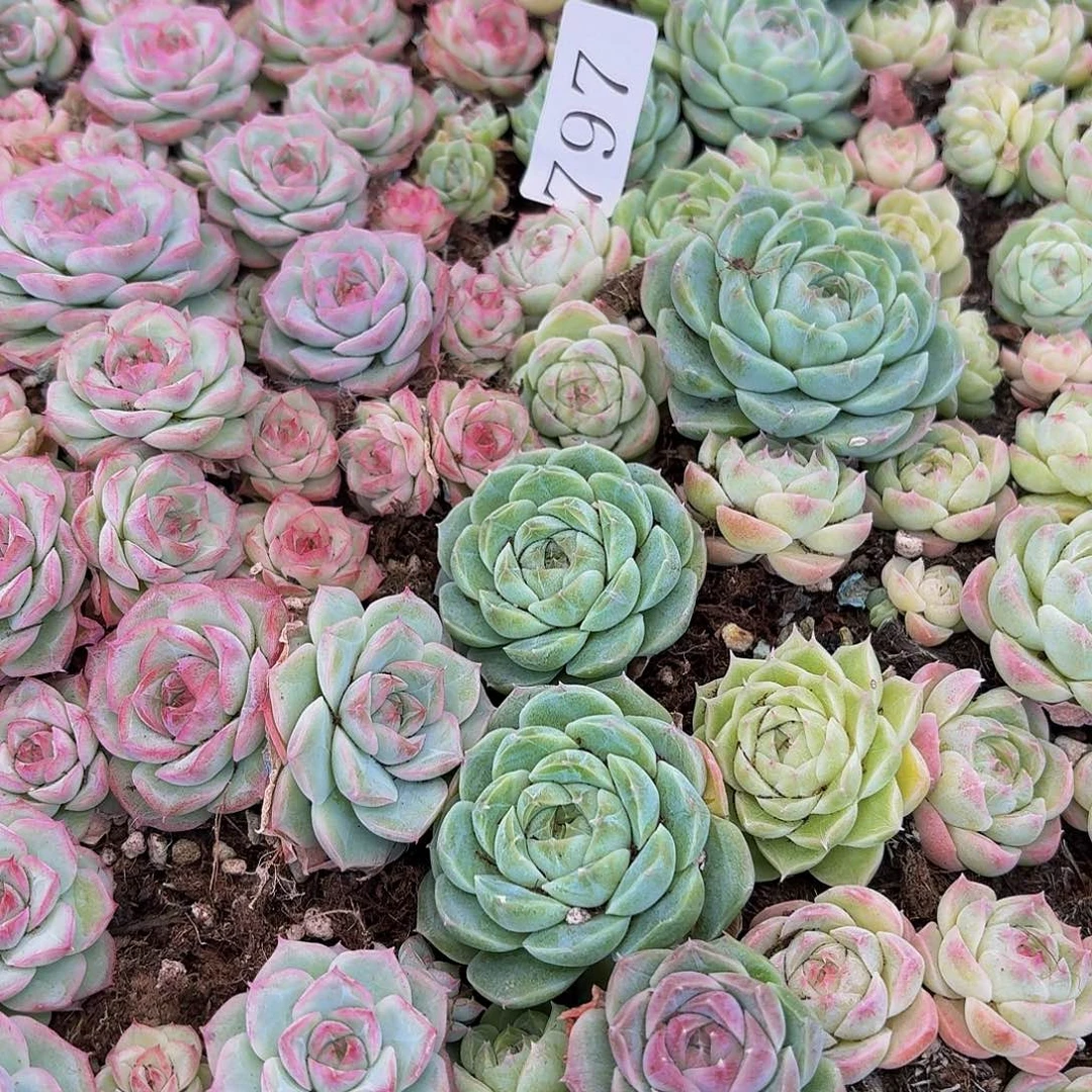 糖***?多肉植物多肉植物797