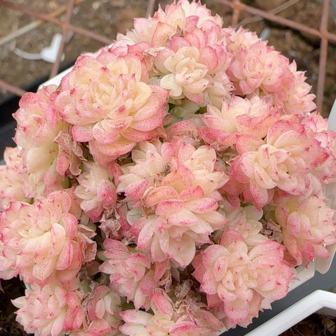 花语逸境0209-355