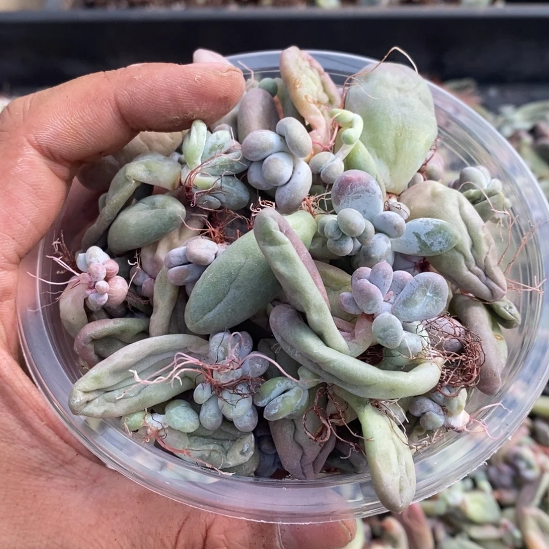 多肉植物精品切糕B251