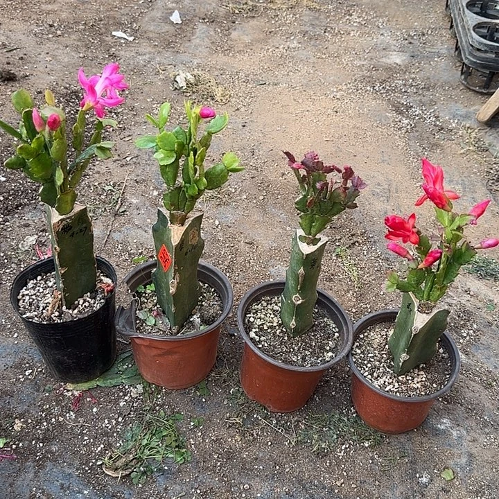 343嫁接蟹爪兰：红+黄+粉+紫