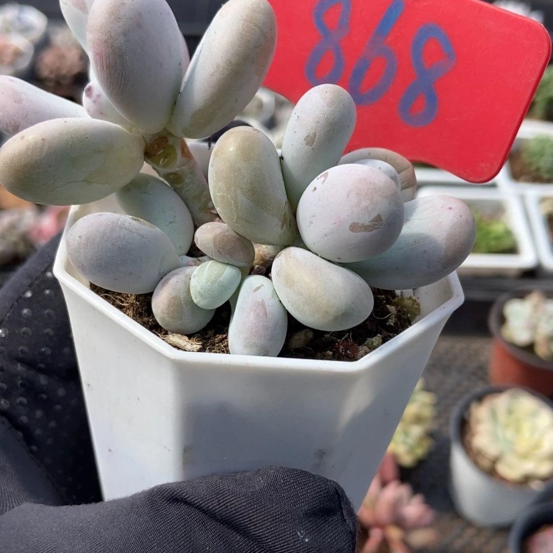 868彩虹奶多肉植物保护