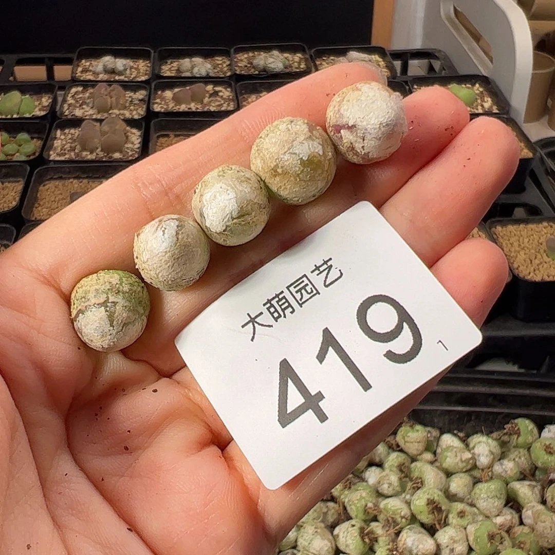 一物一拍           419