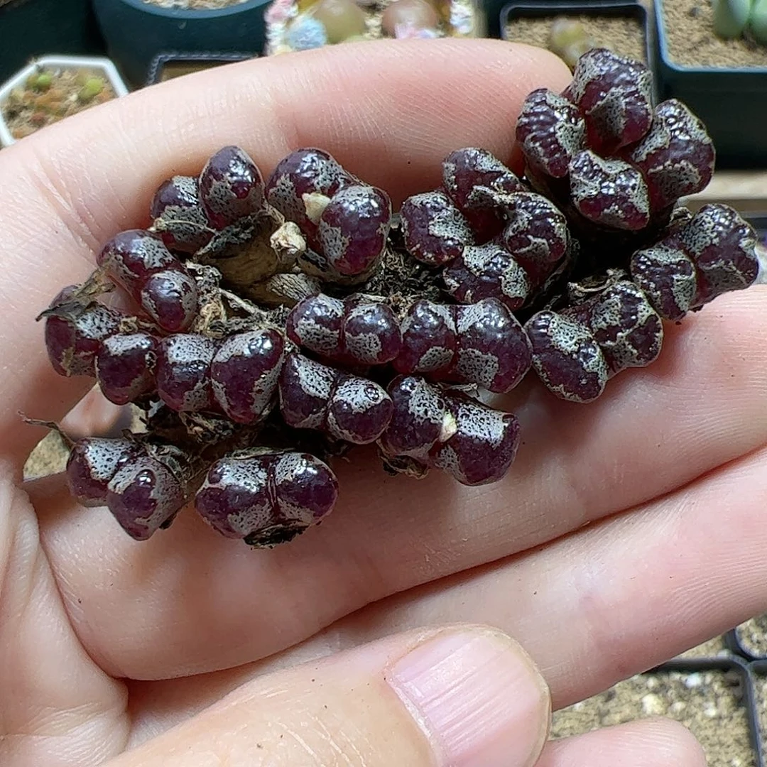 【闪购商品】359 秒