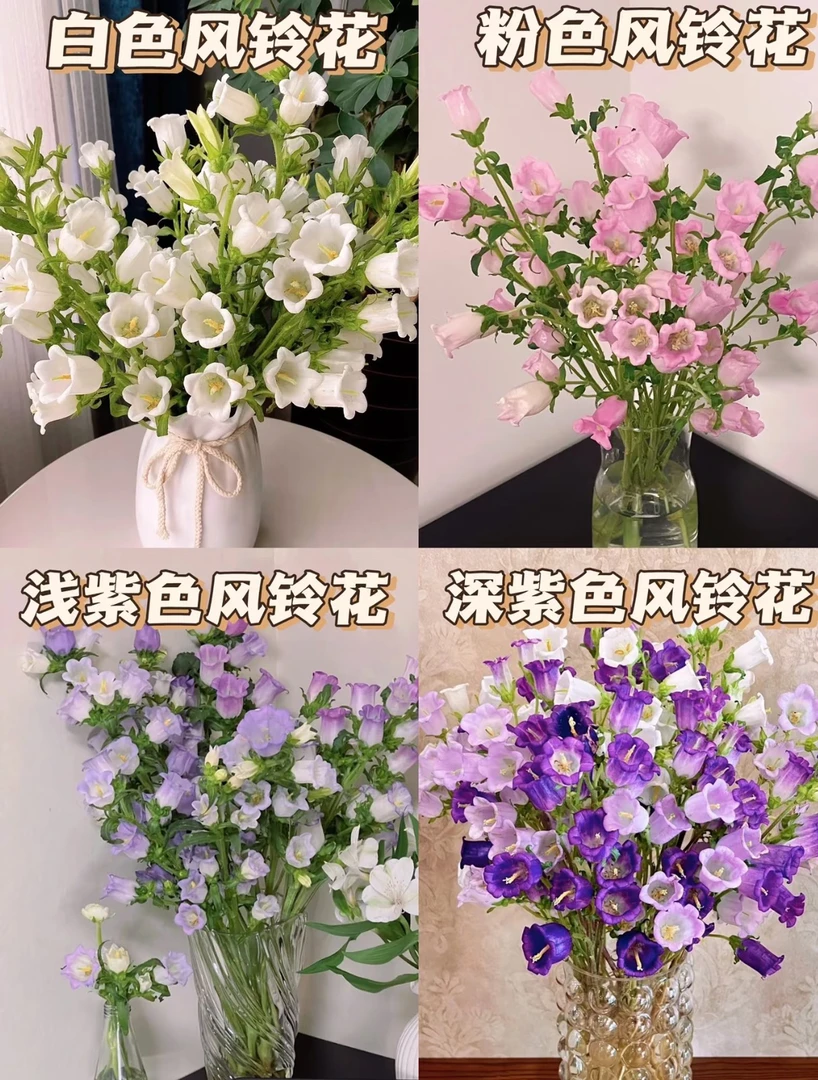 【包邮】全新疆西藏内蒙古甘肃三个花包邮全国送货上门风铃花