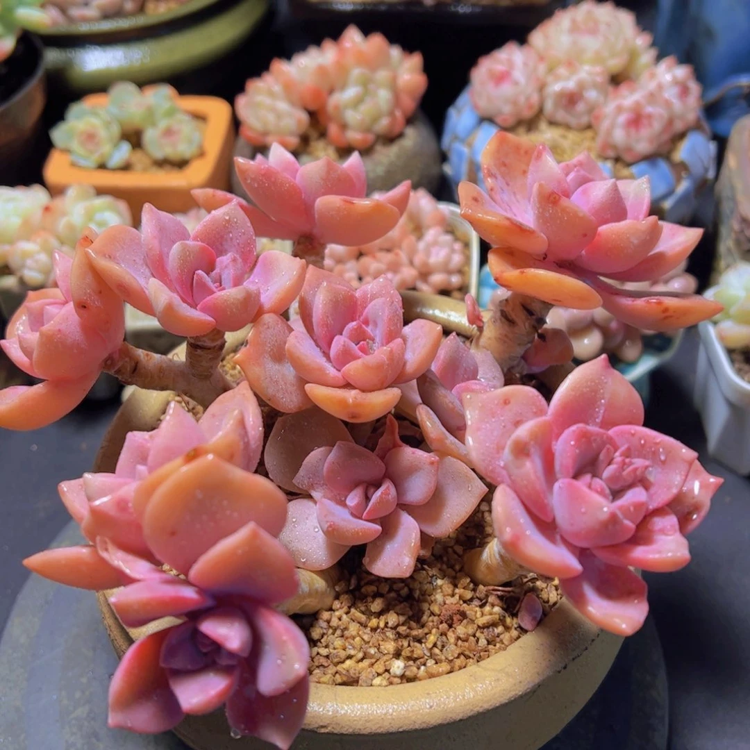 杉*彩虹糖，多肉植物