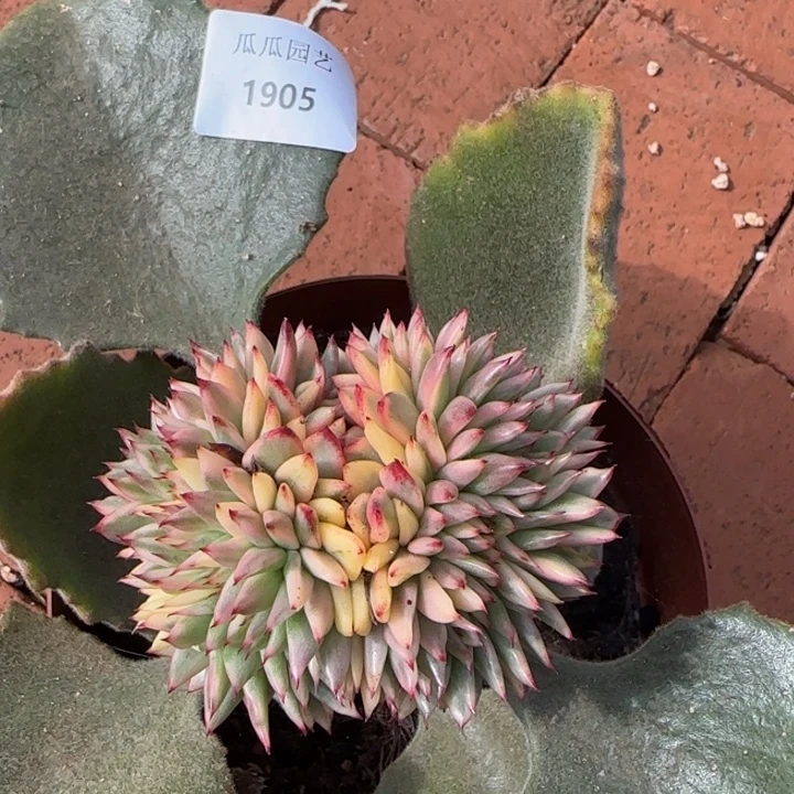1905红宝石缀多肉植物