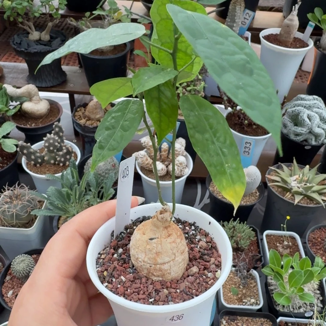 白皮西番莲403仙人掌