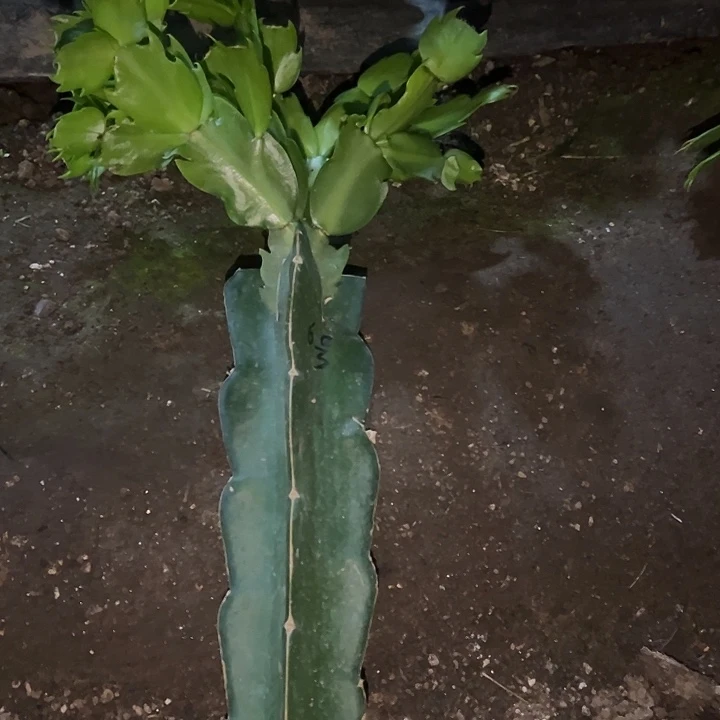 用***水6号带盆073嫁接苗