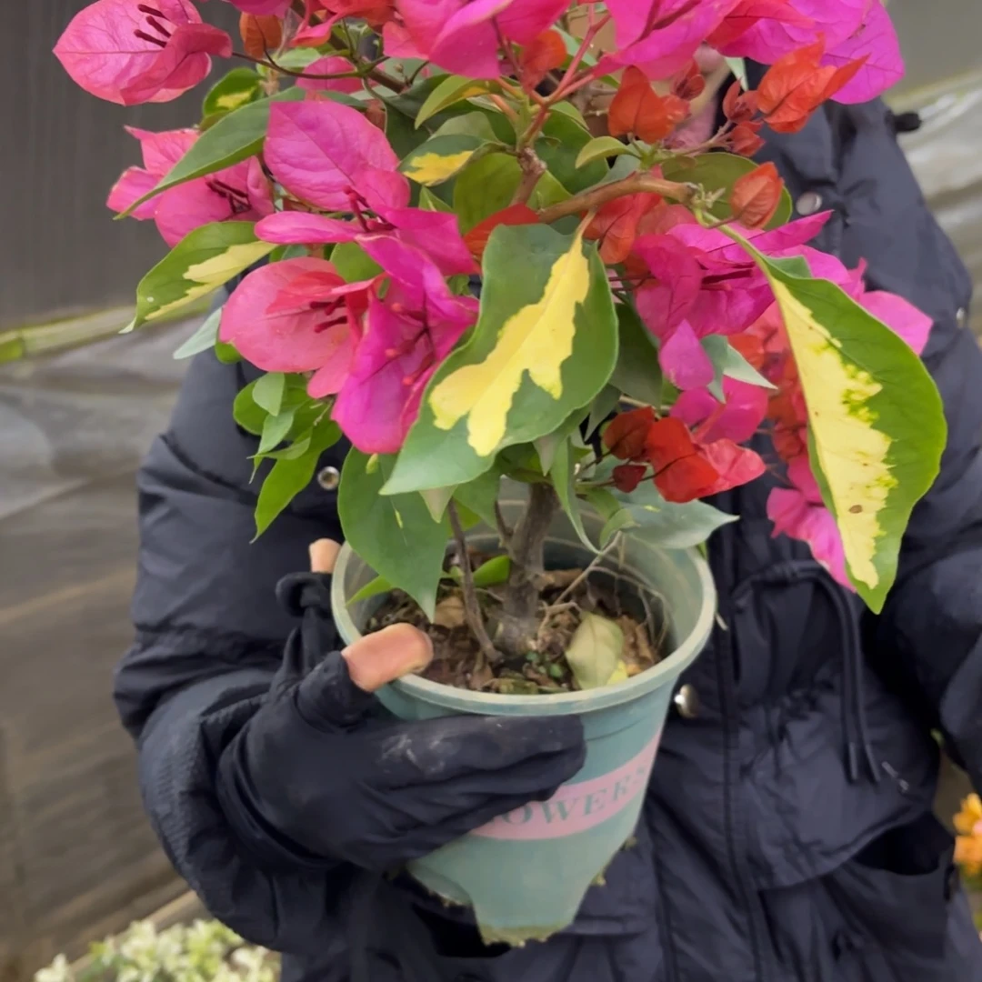 完全开放（红骑士）三角梅会落花落叶会光杆苗有大有小