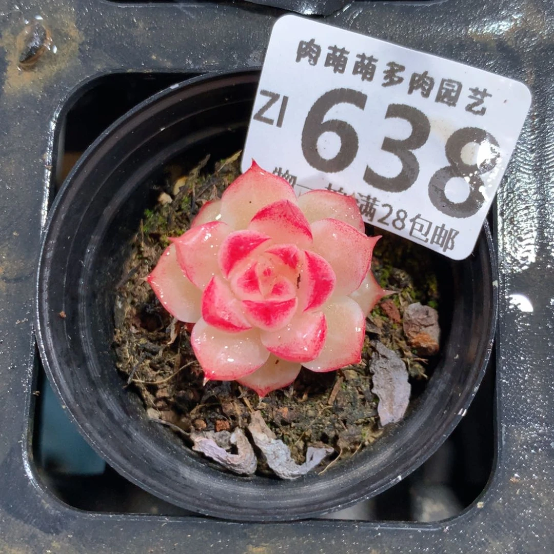 5CM拇指盆精控多肉ZI638