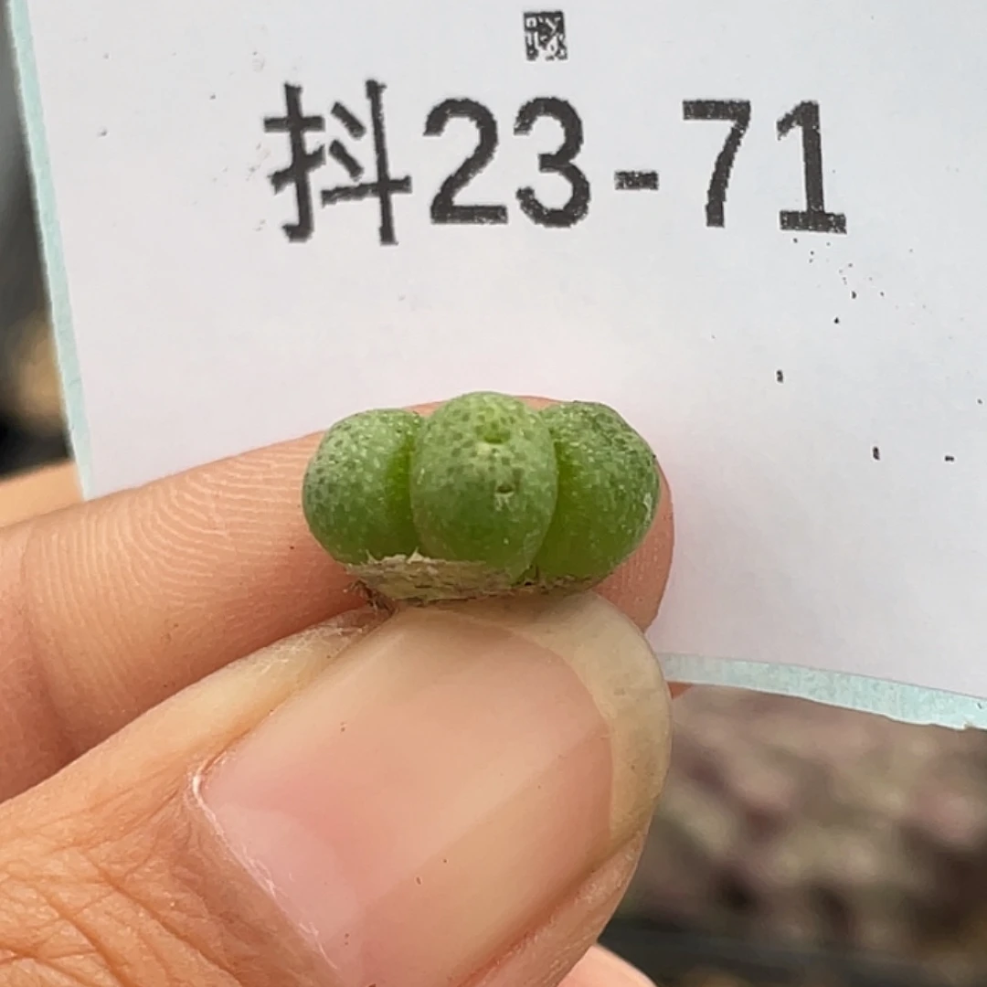 23-71草莓斑马肉锥